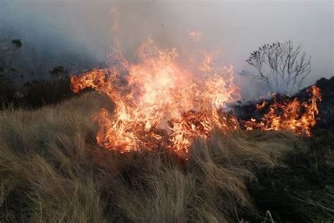 Conoce las causas y daños de los incendios forestales