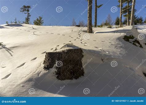 Traces of Animals on Snow in a Mountain Forest. Tatry Stock Image - Image of outdoor, trekking ...