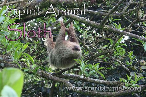 Sloth Spirit Animal – Symbolism and Meaning - Spirit Animals