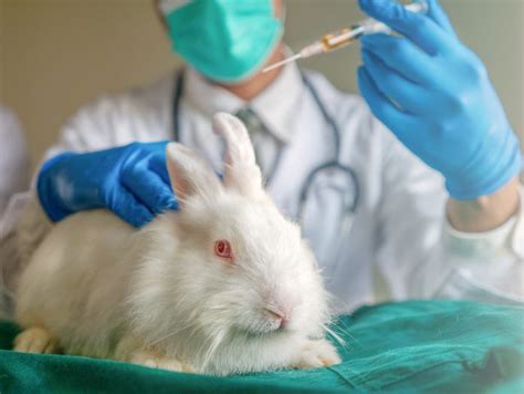 Animal testing: 107% rise in non-compliance of animal protection laws