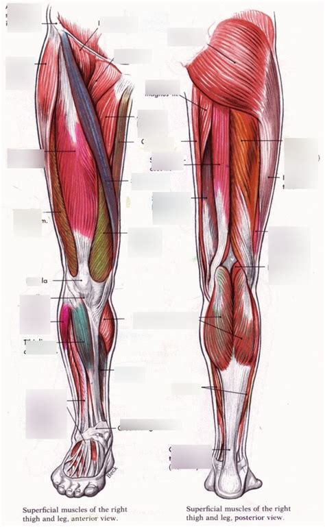 Honors Anatomy Final Exam Review ( Leg Muscle Anatomy) Diagram | Quizlet