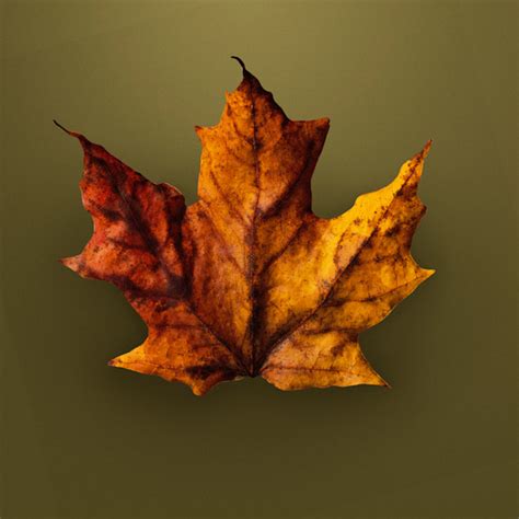 Autumn leaf Photography Art | Philip Holt Photography