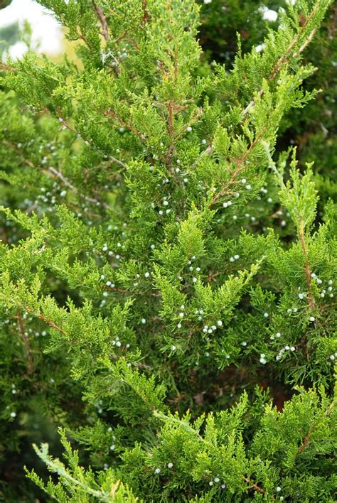 Juniperus virginiana - The Site Gardener