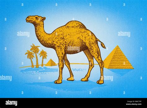 Camel Cigarettes Logo Png