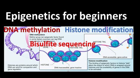 Epigenetics| DNA methylation | Histone Modifications| Bisulfite ...