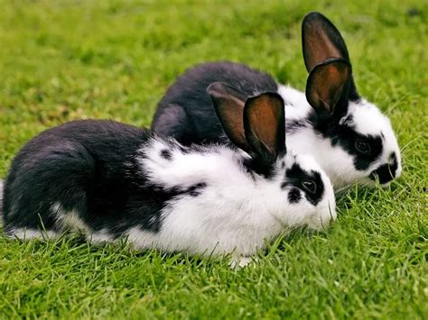 Rabbit Sounds and What They Mean - Rabbit Insider