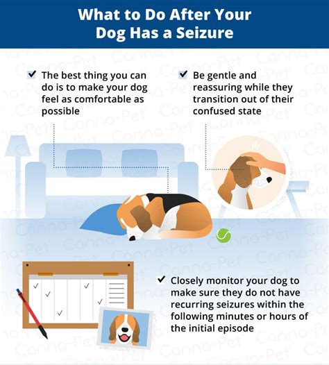 What to Do After Your Dog Has a Seizure | Canna-Pet