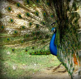 Dancing Peacock | This lovely beautiful peacock was dancing … | Flickr