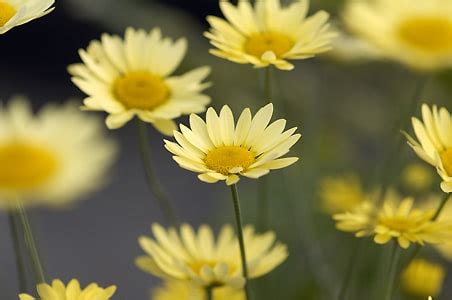 ANTHEMIS TINCTORIA E.C.BUXTON - Cotswold Garden Flowers