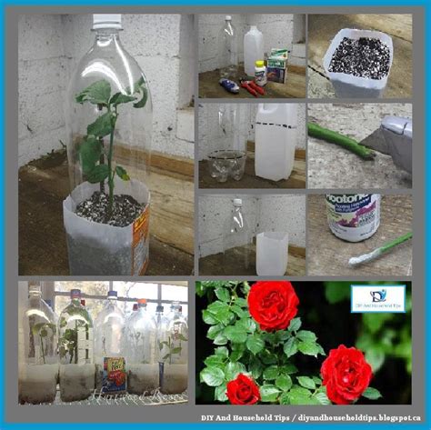 DIY And Household Tips: How To Grow Roses From Cuttings