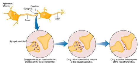 Schizophrenia - Neurotransmitters - Biological Explanation Diagram ...