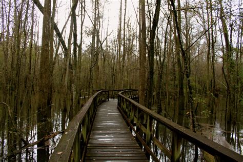 Congaree National Park, South Carolina - For the Love of Wanderlust