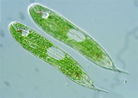 Protist Images: Euglena spirogyra