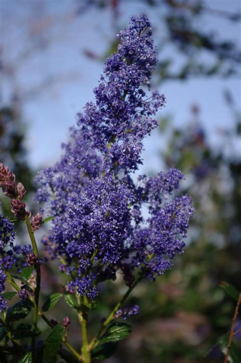 Ceanothus 'Ray Hartman', Mountain Lilac.