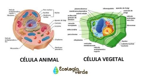 Semejanza y diferencia entre célula animal y vegetal - Esquemas y tabla | Célula animal, Clases ...