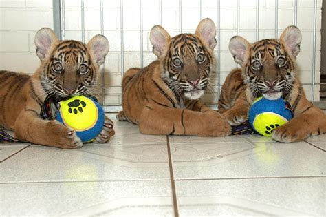 You Can Now Go Swimming With Tiger Cubs