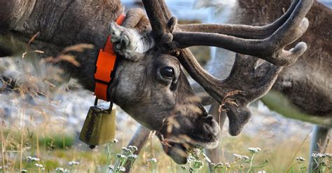 What Do Reindeer Eat? 7 Important Foods for Their Diet - A-Z Animals