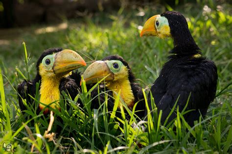 A Letter to our Supporters – Toucan Rescue Ranch