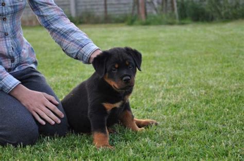 Rottweiler Training At Home: Commands And Education Pets Feed