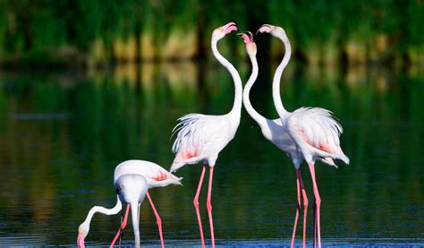 Greater Flamingo - Facts, Diet & Habitat Information