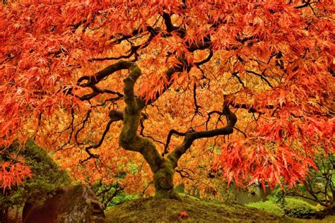 How To Care For A Dying Japanese Maple Tree / How to Grow and Trim ...