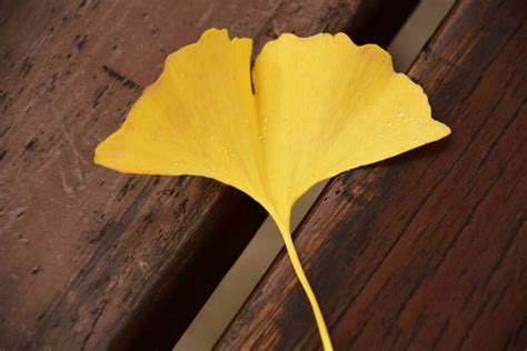 Free picture: leaf, daylight, yellow, wood, table, autumn, plant
