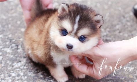 Pomsky Puppies for Sale - Teacup Pomskies | Foufou Puppies