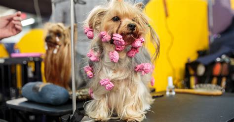 Westminster Dog Show Photos: Ready for Prime Time - The New York Times