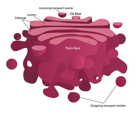 Golgi Apparatus — Structure & Function - Expii