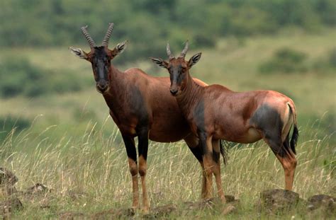 The topi used to be the most numerous large antelope species in Africa. | African wildlife ...