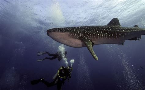 Diving in the Galapagos – Blog