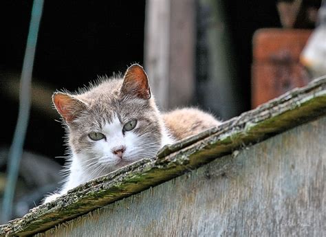 Feral Cat On The Cat Condo | Keeping an eye on me; in the ba… | Flickr