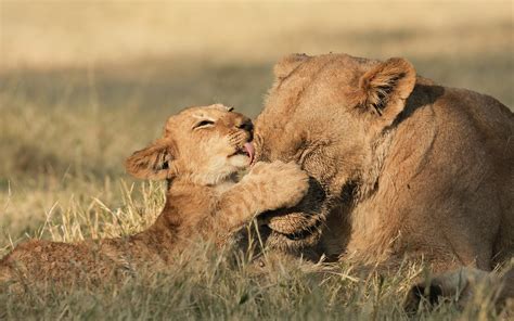 What Can Human Mothers (and Everyone Else) Learn from Animal Moms? | Live Science