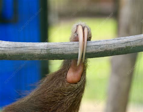 Sloth claws - Stock Image - C040/2070 - Science Photo Library