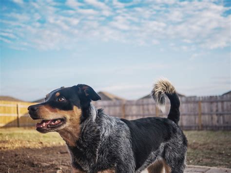 Everything You Need to Know About Training a Blue Heeler - Dog Training Advice Tips