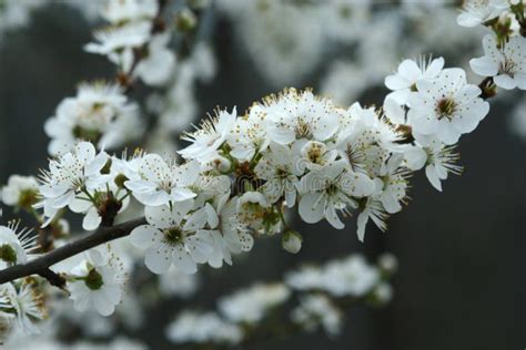 Flowering plum tree stock image. Image of tree, cherry - 142629399