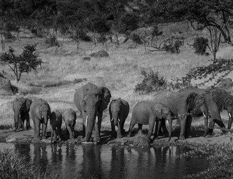 Unveiling the Luxury of Four Seasons Hotel Serengeti: A Safari ...