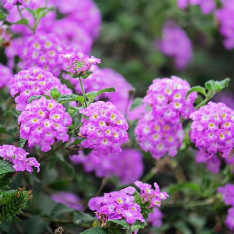 Purple Lantana Plants for Sale | BrighterBlooms.com