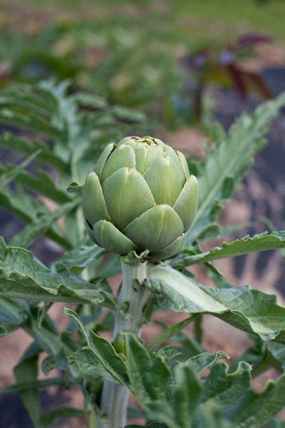 Tips & Information about Artichokes - Gardening Know How