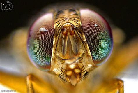 100 Award Winning Macro Photography examples for you