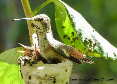 Allen's Hummingbird. The Earliest USA Hummingbird to Migrate.