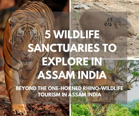 Wildlife sanctuaries in assam india – Artofit