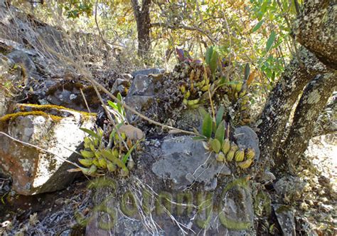 Epiphytic orchids in dry season – Botanically Inclined – Seed Adventures