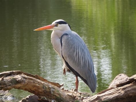 Grey heron 2 – BirdLife eThekwini KZN