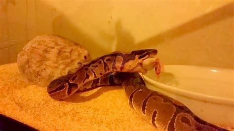 Snake eating rat - YouTube