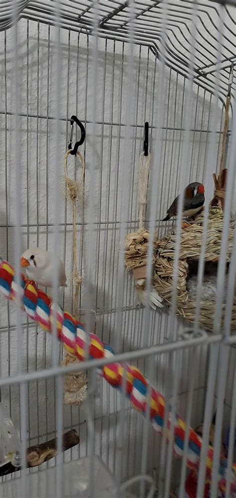 Zebra Finches & Cage Combo