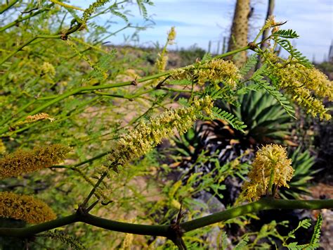 Prosopis glandulosa (Fabaceae) image 83293 at PhytoImages.siu.edu