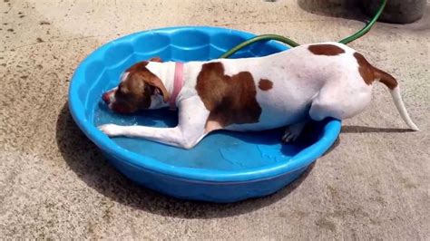 Funny dog in pool drinking water - YouTube