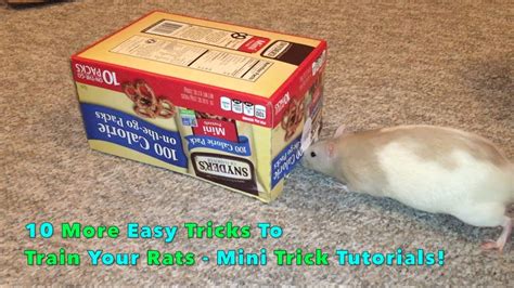 10 More Easy Tricks To Train Your Rats - Mini Trick Tutorials! - YouTube