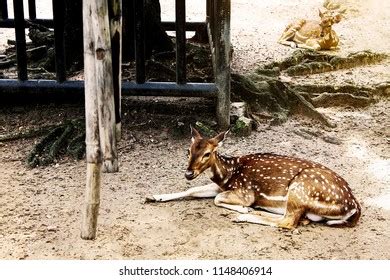 223 Baby Deer Laying Down Images, Stock Photos & Vectors | Shutterstock